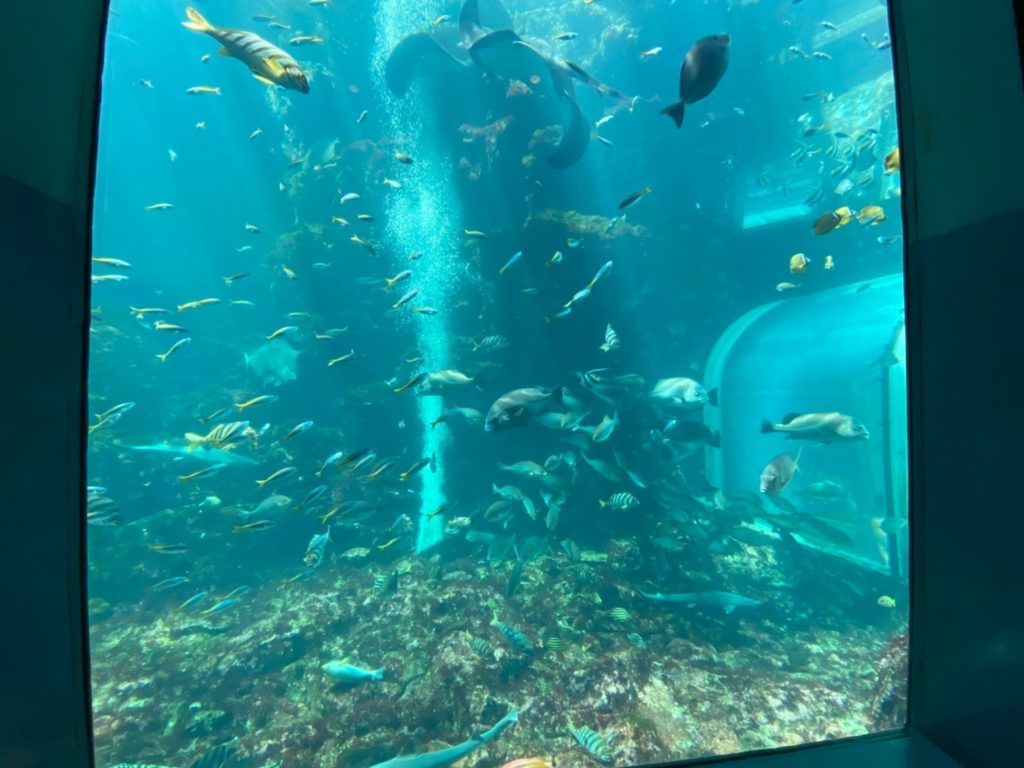 下田海中水族館 あの人が語る伊豆の魅力 いずみーる